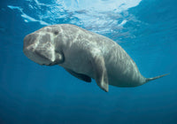 Dugong (Dugong dugon) Fine Art Print from Victoria, Australia by VWPics