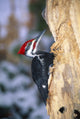 Pileated Woodpecker Fine Art Print - Available in Multiple Sizes