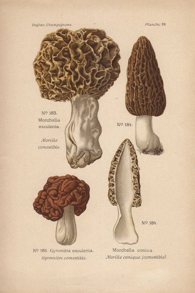 Morel Mushrooms Fine Art Print - Morchella Esculenta by Florilegius