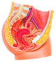 Anatomy of Female Reproductive System Fine Art Print by Leonello Calvetti