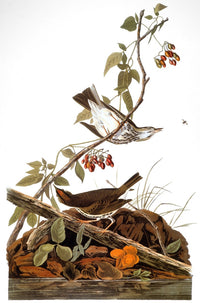 Audubon Ovenbird Fine Art Print - Golden-Crowned Thrush