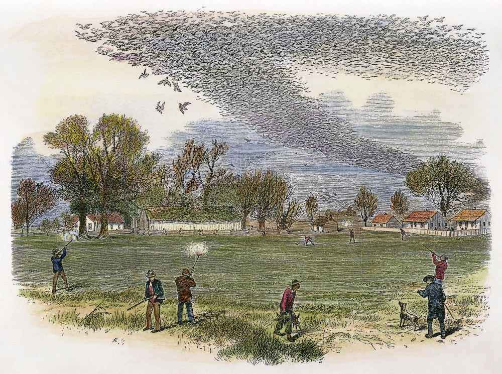 Pigeon Hunting Fine Art Print - Line Engraving C1875 by Granger Collection