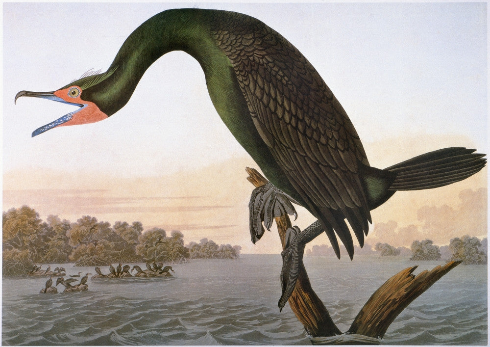Audubon Double-Crested Cormorant Fine Art Print by Granger Collection