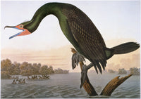 Audubon Double-Crested Cormorant Fine Art Print by Granger Collection