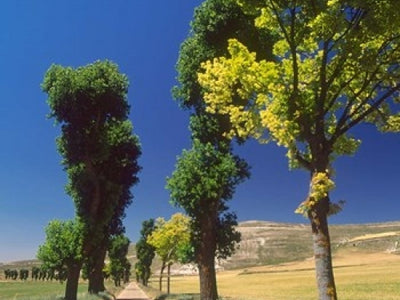Spain