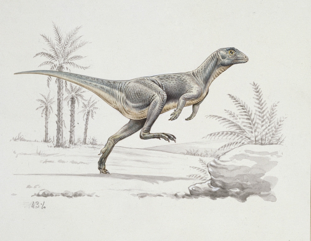 Heterodontosaurus Fine Art Print by Mary Evans