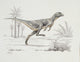 Heterodontosaurus Fine Art Print by Mary Evans