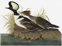 Hooded Merganser Fine Art Print After John James Audubon
