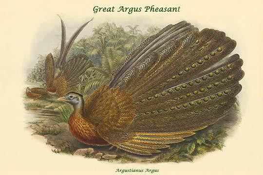 Argustianus Argus - Great Argus Pheasant Fine Art Print by John Gould