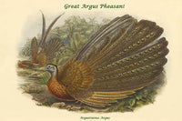 Argustianus Argus - Great Argus Pheasant Fine Art Print by John Gould
