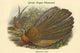 Argustianus Argus - Great Argus Pheasant Fine Art Print by John Gould