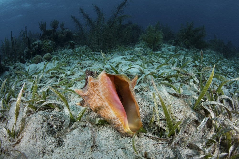 Colorful Queen Conch Fine Art Print by Ethan Daniels