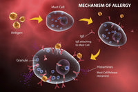 Mast Cell Releasing Histamine Artwork Print – Allergic Reaction