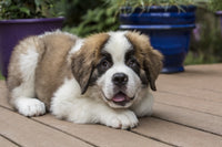 Playful Saint Bernard Puppy Fine Art Print by Janet Horton