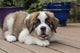 Playful Saint Bernard Puppy Fine Art Print by Janet Horton