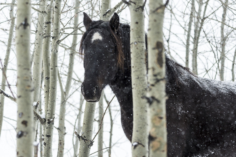 Wild Horse in a Snowstorm Fine Art Print by Deb Garside