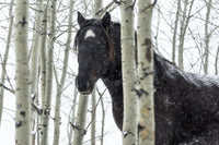 Wild Horse in a Snowstorm Fine Art Print by Deb Garside