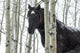 Wild Horse in a Snowstorm Fine Art Print by Deb Garside