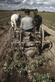 Farming in 1940: Homesteader Harvesting Pinto Beans Photograph by Russell Lee