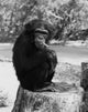 Monkey Sitting on a Tree Stump Fine Art Print