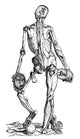 Vesalius: Muscles Fine Art Print – 1543 Woodcut from De Humani Corporis Fabrica