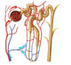 Nephron Detail Fine Art Print - Functional Unit of Excretion