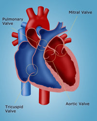 Heart Valves Fine Art Print by Monica Schroeder | Science Source