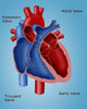 Heart Valves Fine Art Print by Monica Schroeder | Science Source