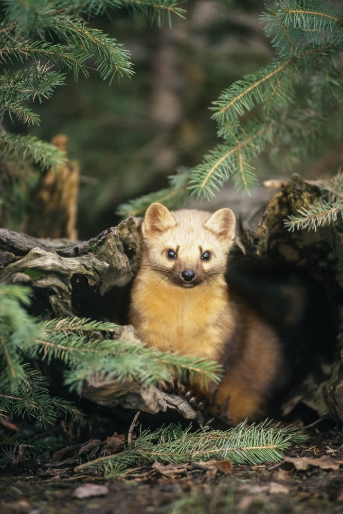 American Marten in a Forest Fine Art Print by Tom Soucek
