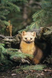 American Marten in a Forest Fine Art Print by Tom Soucek