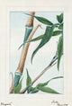 Japan: Bamboo Fine Art Print - Japanese Drawing of Take Bamboo