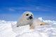 Young Harp Seal on Icefield Fine Art Print by VWPics