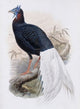 Bulwer's Pheasant Fine Art Lithograph Print by John Gould