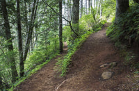 Saddle Mountain Hiking Trail Fine Art Print by Robert L. Potts