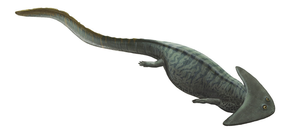 Diplocaulus Salamandroides Prehistoric Animal Fine Art Print