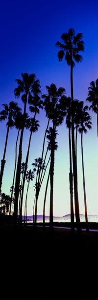 Palm Trees Silhouette at Sunrise, Santa Barbara, Fine Art Print