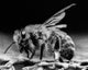 Close-Up of a Bee Fine Art Print - Stunning Insect Detail