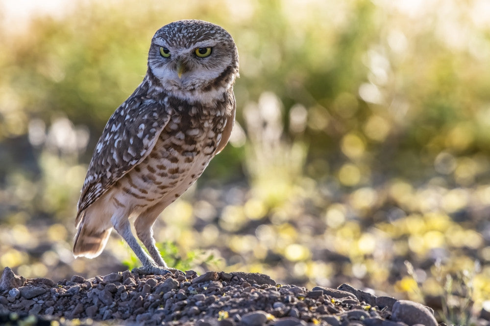 Burrowing Owl Fine Art Print by Kenneth Whitten - Casa Grande, AZ