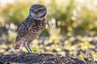 Burrowing Owl Fine Art Print by Kenneth Whitten - Casa Grande, AZ