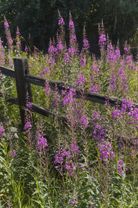Fireweed and Split Rail Fence Fine Art Print by Doug Lindstrand