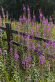 Fireweed and Split Rail Fence Fine Art Print by Doug Lindstrand