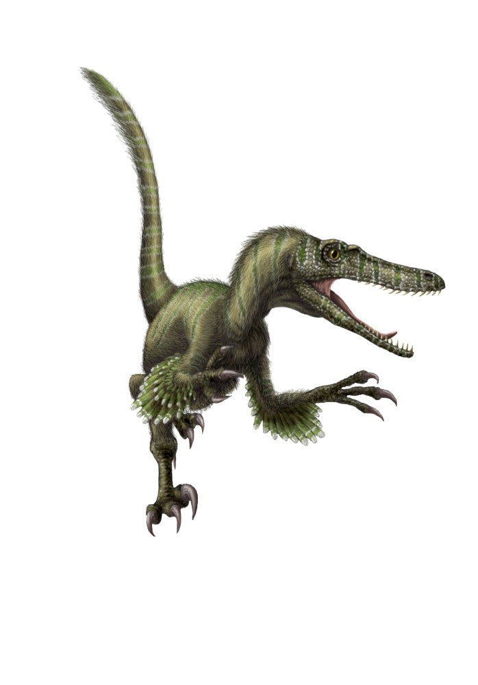 Velociraptor Fine Art Print on White Background