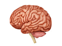 Anatomy of the Human Brain Side View Fine Art Print