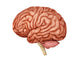 Anatomy of the Human Brain Side View Fine Art Print