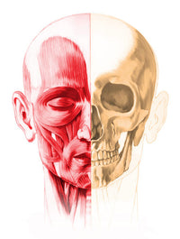 Anatomy of a Male Human Head Art Print by Leonello Calvetti