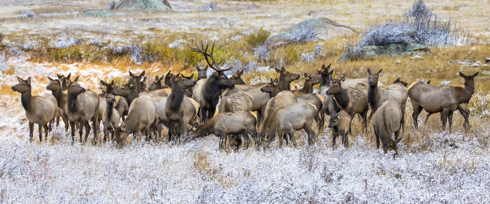 Gang of Bull Elk in Frosty Field Fine Art Print by Vic Schendel