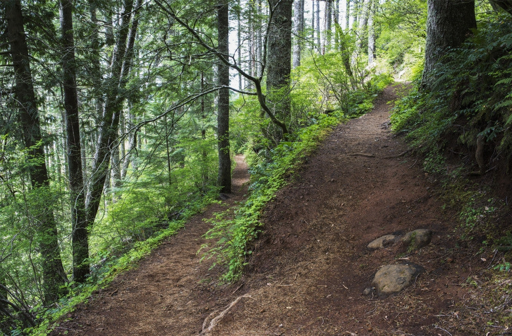 Saddle Mountain Hiking Trail Fine Art Print by Robert L. Potts
