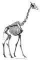 Giraffe Skeleton Fine Art Print - Late 19th Century Engraving by Granger Collection
