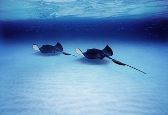 Southern Stingrays Grand Caymans Photo Print by Panoramic Images - 16x12