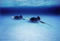 Southern Stingrays Grand Caymans Photo Print by Panoramic Images - 16x12